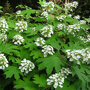 Hydrangea quercifolia